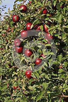 Apple orchard with red ripe apples