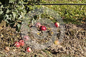 Apple orchard with red ripe apples fallen on the grass