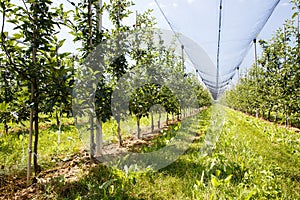 Apple orchard with ripened apples growing on trees