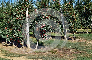 Apple orchard. Rows of trees and the fruit of the ground under the