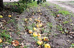Apple orchard. Rows of trees and the fruit of the ground under t