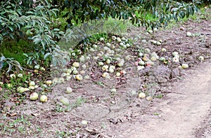 Apple orchard. Rows of trees and the fruit of the ground under t