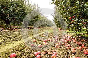 Apple orchard. Rows of trees and the fruit of the ground under t