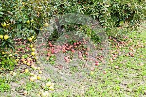 Apple orchard. Rows of trees and the fruit of the ground under the trees