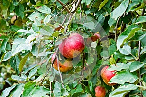 Apple orchard. Rows of trees and the fruit of the ground under the trees