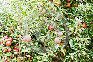 Apple orchard. Rows of trees and the fruit of the ground under the trees