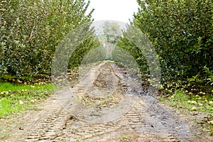 Apple orchard. Rows of trees and the fruit of the ground under the trees