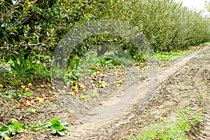 Apple orchard. Rows of trees and the fruit of the ground under the trees