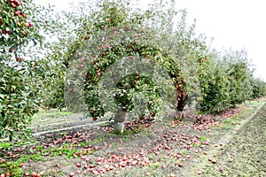 Apple orchard. Rows of trees and the fruit of the ground under the trees