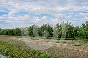 Apple orchard. Rows of trees and the fruit of the ground under the trees