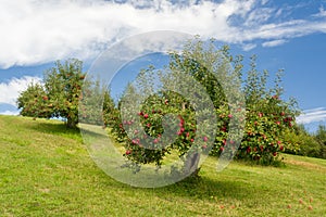 Apple Orchard in Rural Minnesota