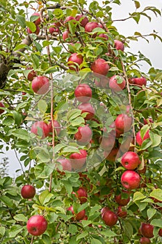 Apple Orchard in Rural Minnesota