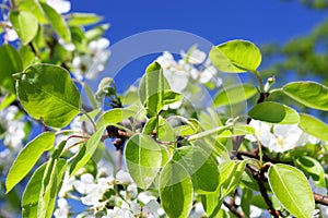 Apple orchard, springtime