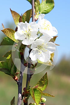 Apple orchard, springtime