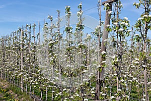 Apple orchard in springtime with rows of trees with blossom