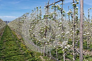 Apple orchard in springtime with rows of trees with blossom