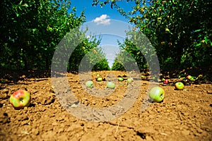 Apple orchard sunny summer day