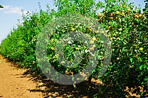 Apple orchard sunny summer day