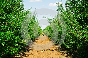 Apple orchard sunny summer day