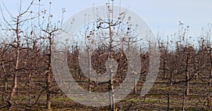 apple orchard at sunset in winter, snowless winter