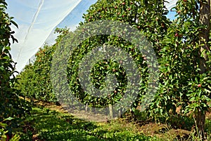 Apple Orchard under Shade Cloth in Motueka, New Zealand