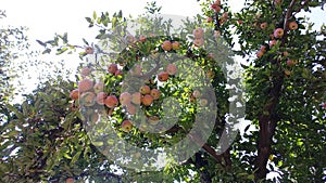 An apple orchard in the valley of Pahalgam