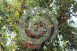 An apple orchard in the valley of Pahalgam