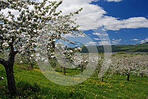 Apple Orchard View from Top of the Hill