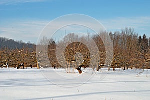 Apple orchard in winter