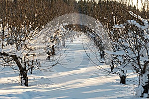 Apple orchard in winter. Apple trees under the snow