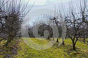 Apple orchard in winter in harmonic row