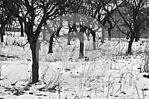 Apple orchard in wintertime