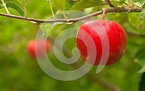 An Apple Orchard Yields Fresh Fruit Washington State