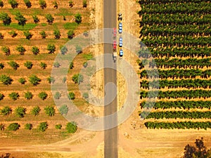 Apple Orchards