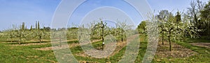 Apple orchards