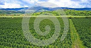 Apple orchards ,aerial view, prespa ,macedonia