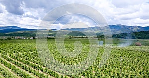 Apple orchards ,aerial view, prespa ,macedonia