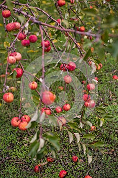 Apple orchards in the fall