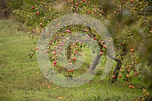 Apple orchards in the fall