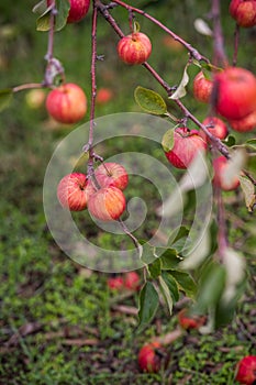 Apple orchards in the fall