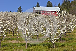 Apple orchards in Hood River Oregon.