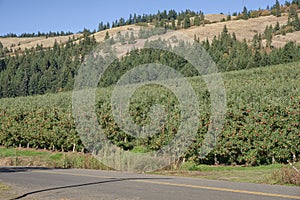 Apple orchards in the Hood River valley Oregon