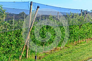 Apple orchards with Protection net against hail