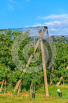 Apple orchards with Protection net against hail