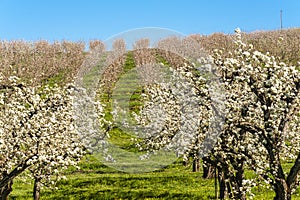 Apple orchards in spring