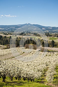 Apple orchards in spring