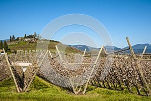 Apple orchards in spring