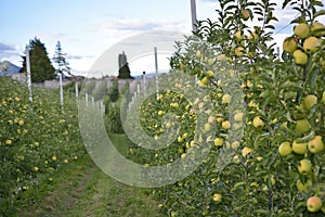 Apple orchards in Tuenno