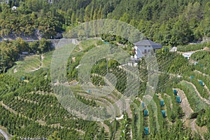 Apple orchards in Tuenno