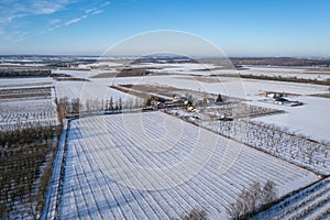 Apple orchards during winter in Poland